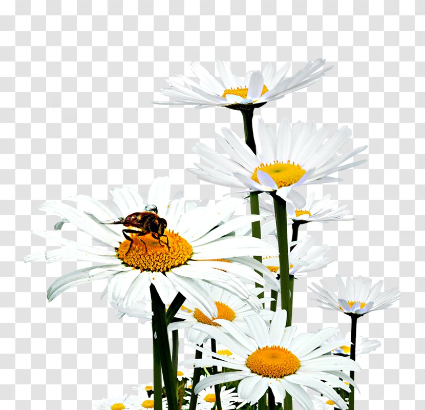 Oxeye Daisy Honey Bee Floral Design Chrysanthemum Transparent PNG