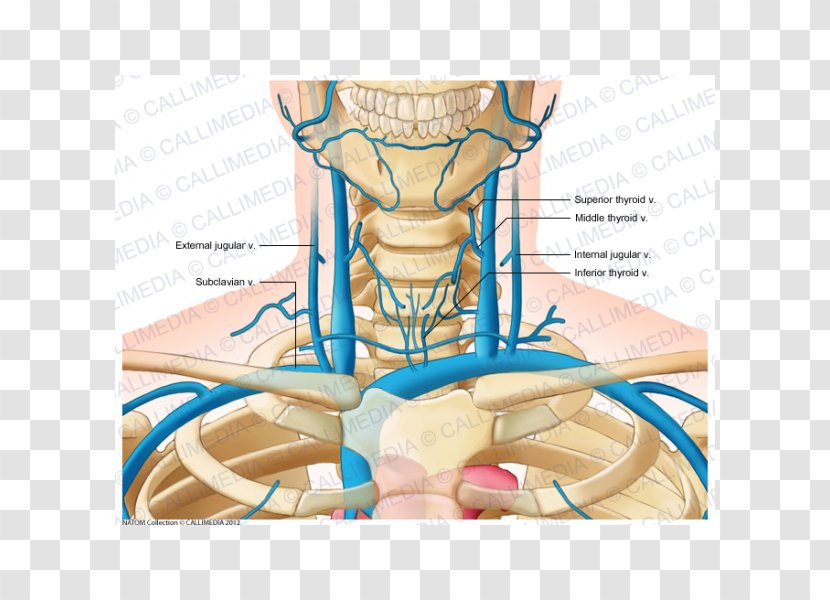 Internal Jugular Vein Anterior External - Silhouette - Frame Transparent PNG