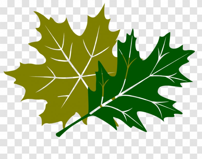 Oak Tree Leaves - Painting - Vitis Black Transparent PNG