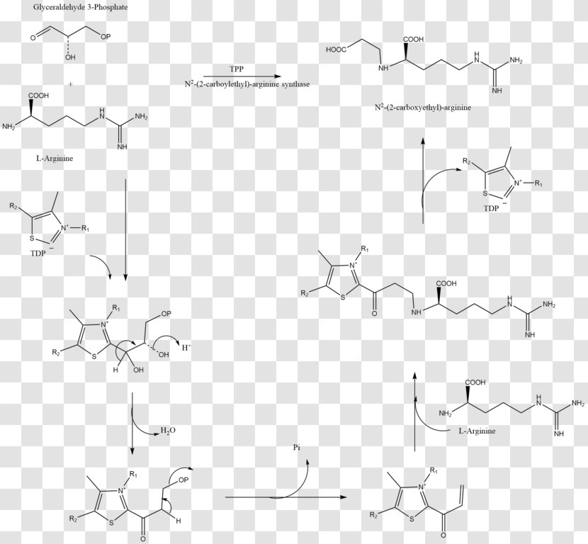Amoxicillin/clavulanic Acid Synthase Beta-lactamase - Monochrome - Tetrahydrocannabinolic Transparent PNG
