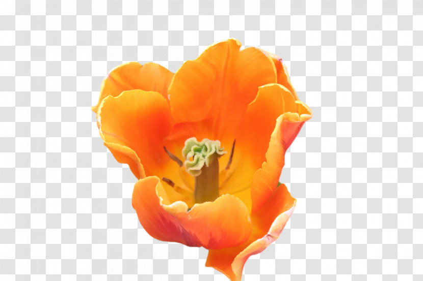 Tulip Petal Herbaceous Plant Close-up Computer Transparent PNG