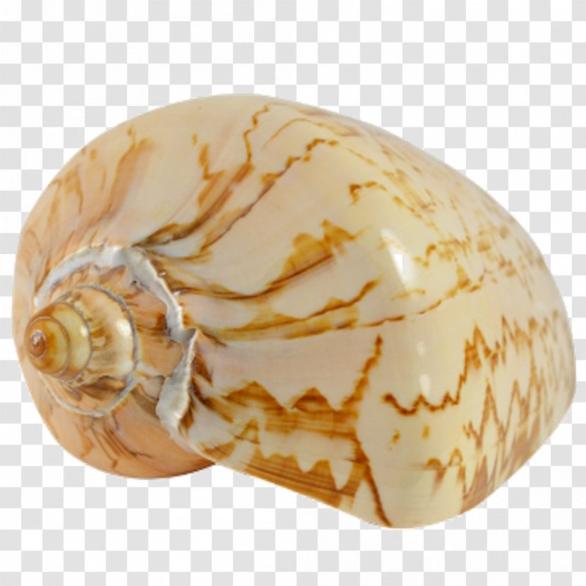 Seashell Conchology Sea Snail Nautilida Transparent PNG