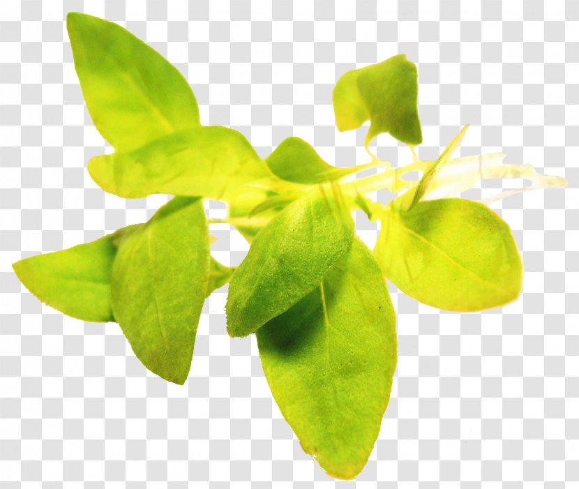 Basil Leaf - Food Herb Transparent PNG