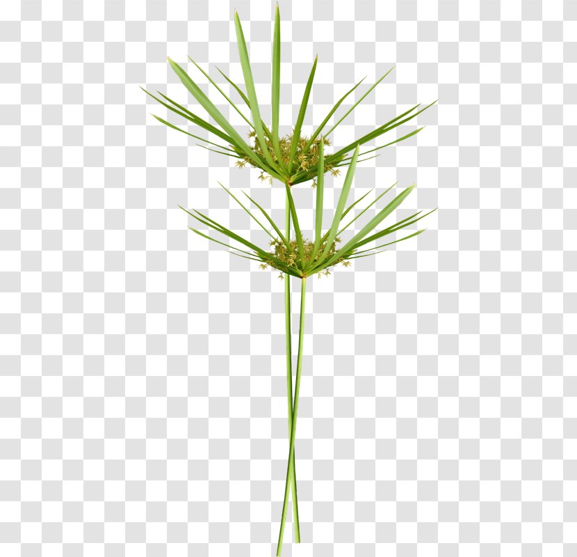 Photography Arecaceae TinyPic Plant - Stem - Oliva Transparent PNG