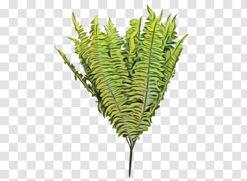 Fern Transparent PNG