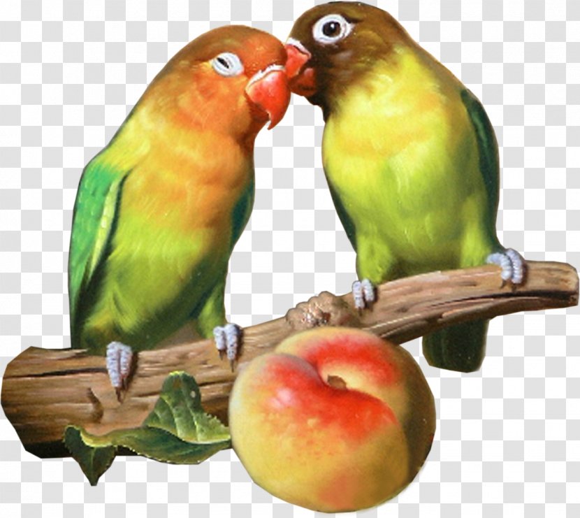 Lovebird Parrot Watercolor Painting - Art Transparent PNG