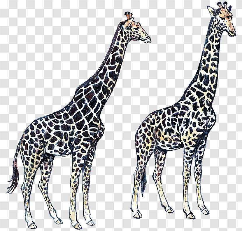 Giraffe Neck Wildlife Terrestrial Animal - Giraffidae Transparent PNG