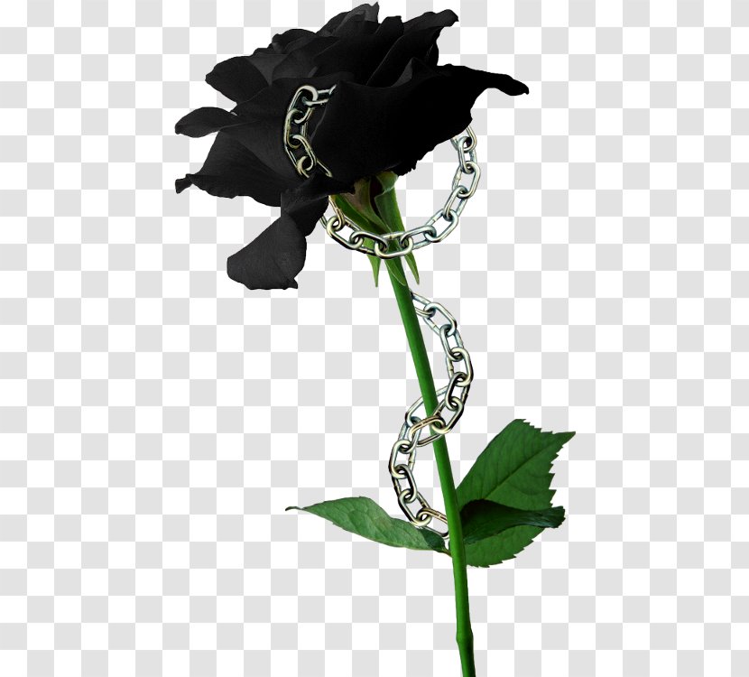 Black Rose Flower Seed Lilium - Garden Transparent PNG