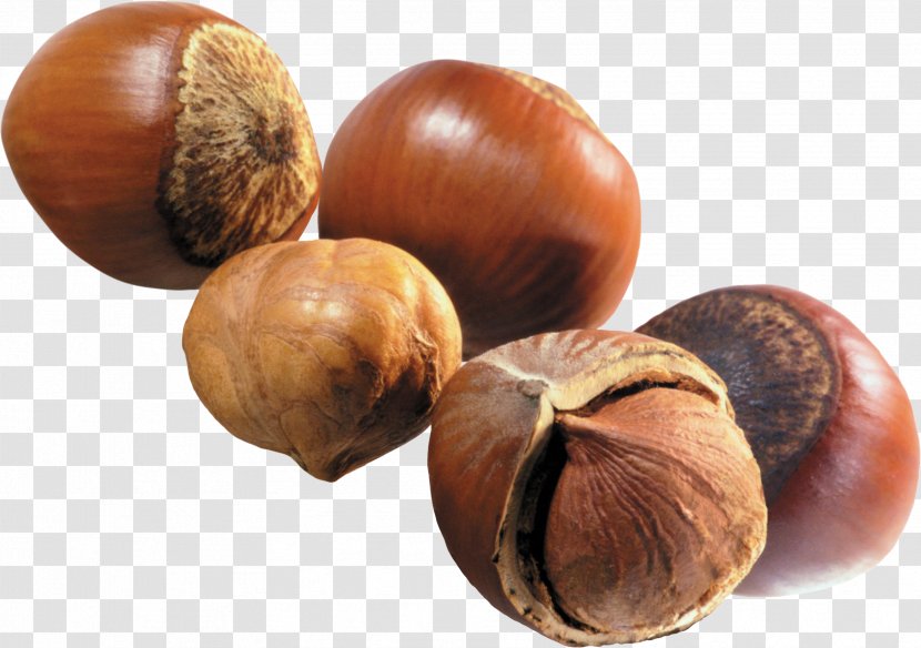 Hazelnut Nuts Walnut - Seeds Transparent PNG