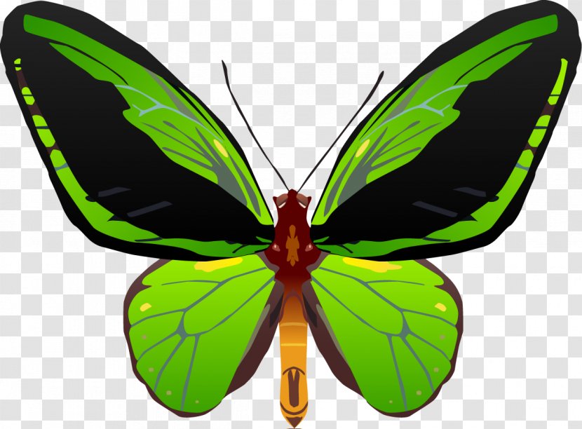 Butterfly Insect Queen Alexandra's Birdwing Troides Aesacus Transparent PNG