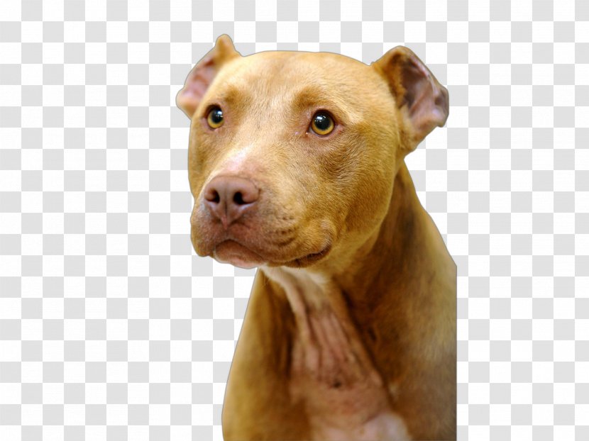 American Pit Bull Terrier Dog Breed - Snout - Pitbul Transparent PNG