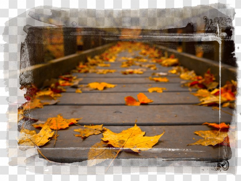 High-definition Television Autumn Leaf Color 1080p - Highdefinition Transparent PNG