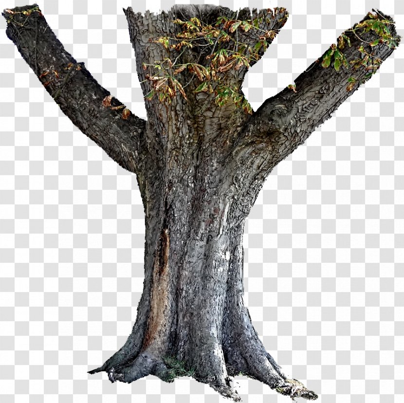 Trunk Tree Stump Bark - Wood Transparent PNG