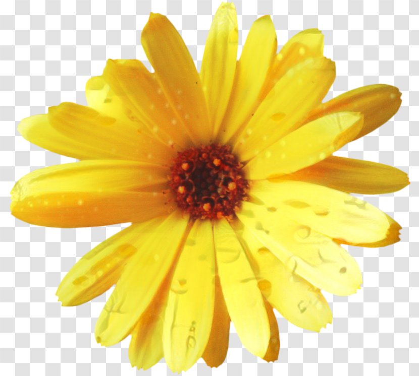 Flowers Background - Calendula - Perennial Plant Annual Transparent PNG