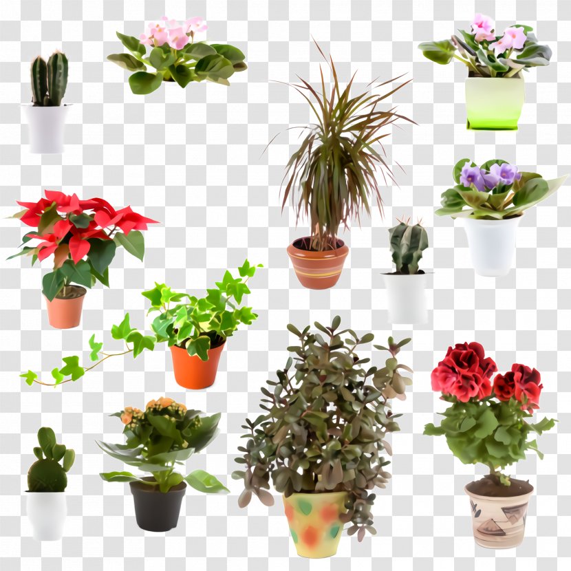 Flower Flowerpot Plant Houseplant Flowering - Geranium Impatiens Transparent PNG