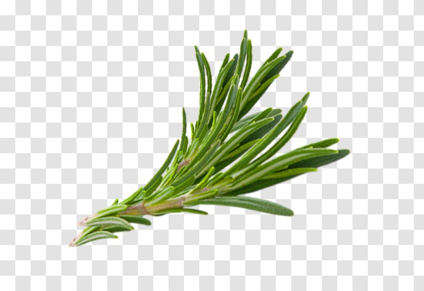 Rosemary Herb Thymes Hair - Almond Oil - Herbs Transparent PNG