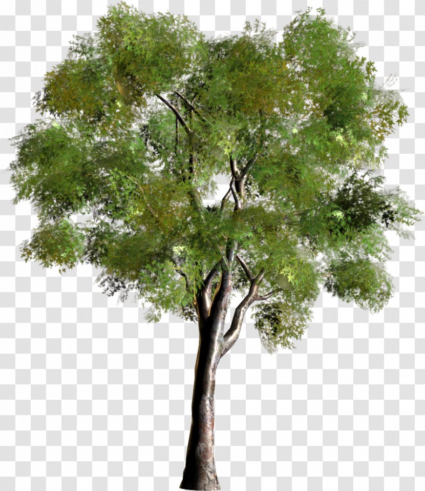 Tree Forest Clip Art - Trunk Transparent PNG