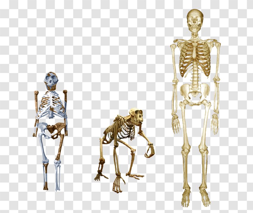 Chimpanzee Homo Sapiens Australopithecus Afarensis Human Skeleton Lucy Transparent PNG