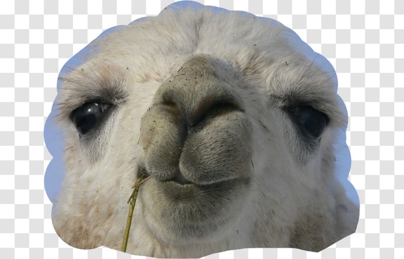 Guard Llama Working Animal Alpaca Birthday - Terrestrial - LLAMA Transparent PNG