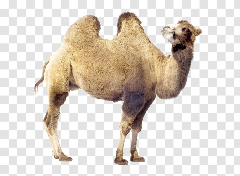 Dromedary Bactrian Camel Stock Photography Royalty-free Transparent PNG