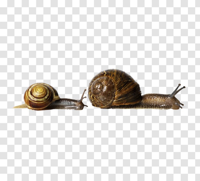 Snail Racing Orthogastropoda Stock Photography Land - Service - Two Snails Transparent PNG