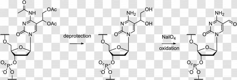 Oligonucleotide Synthesis Protecting Group Cytosine Periodate - Redox Transparent PNG