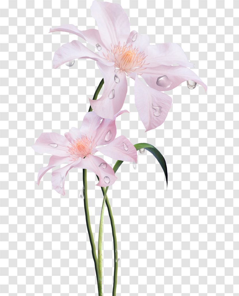 Cut Flowers Floral Design Flower Bouquet Plant Stem - Lily Transparent PNG