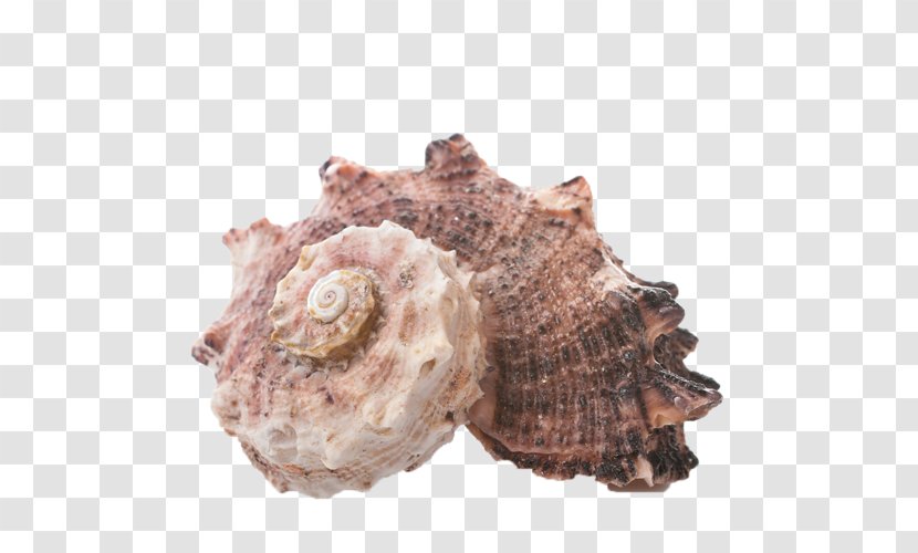 Seashell - Photography Transparent PNG