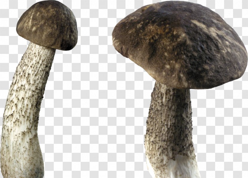 Mushroom Desktop Wallpaper Fungus - Image Resolution Transparent PNG