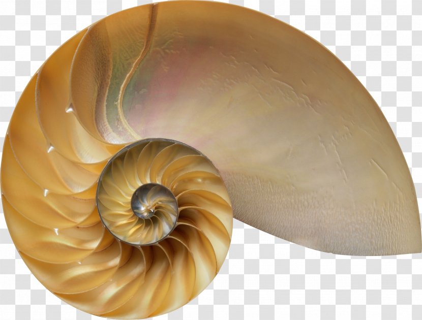 The Secret Code: Mysterious Formula That Rules Art, Nature, And Science Amazon.com Divine Proportion: Phi In AbeBooks - Proportion Art Nature - Conch Transparent PNG
