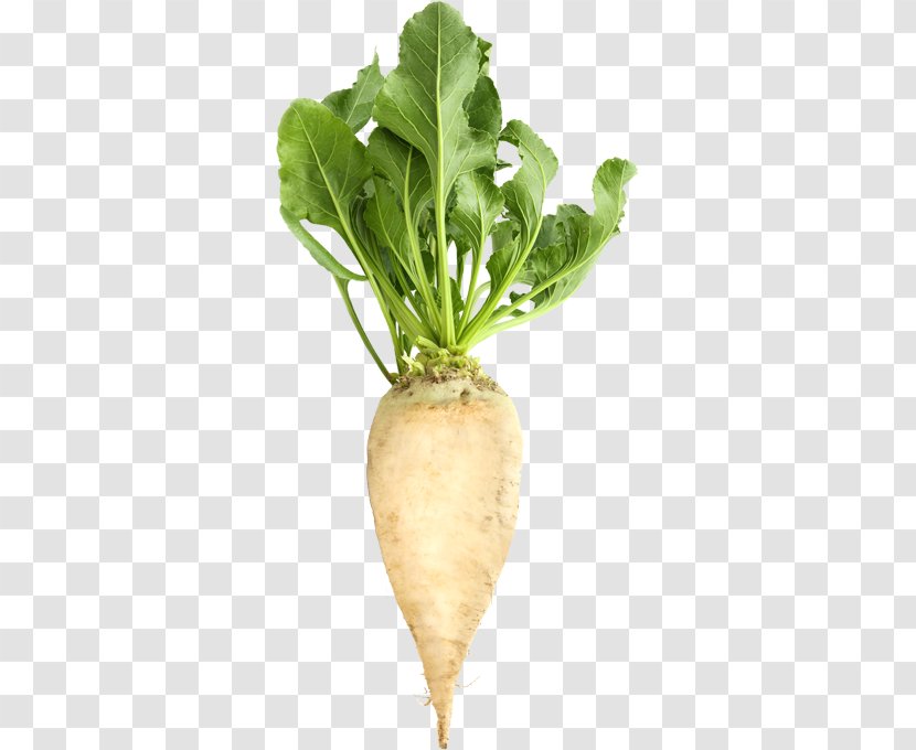 Sugar Beet Beetroot - Plant Transparent PNG