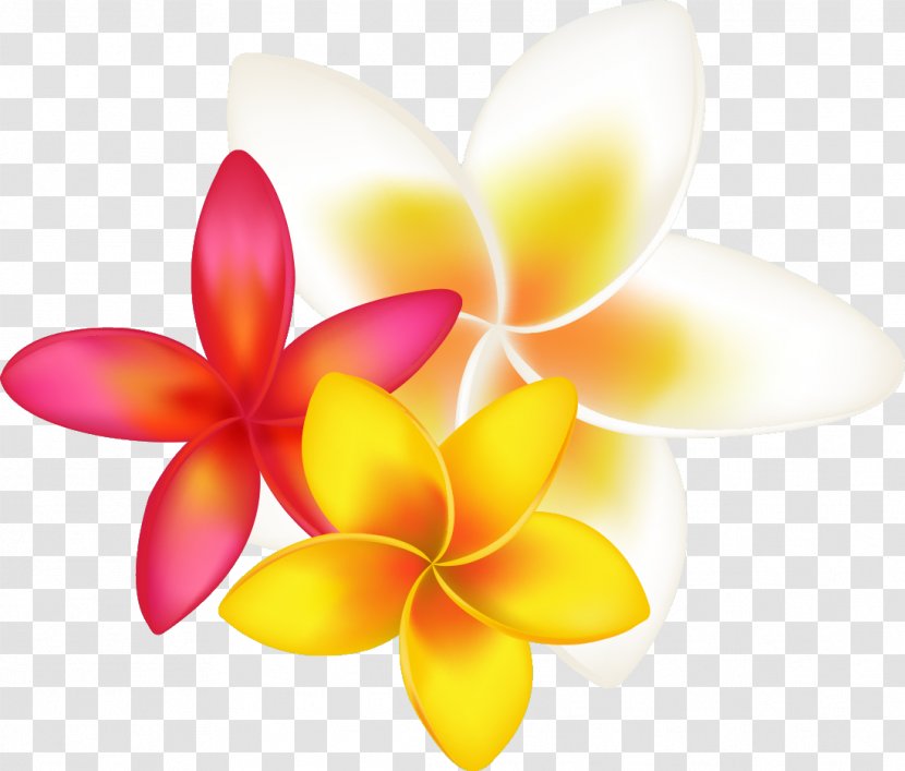 Frangipani Drawing Clip Art - Tropical Flower Transparent PNG