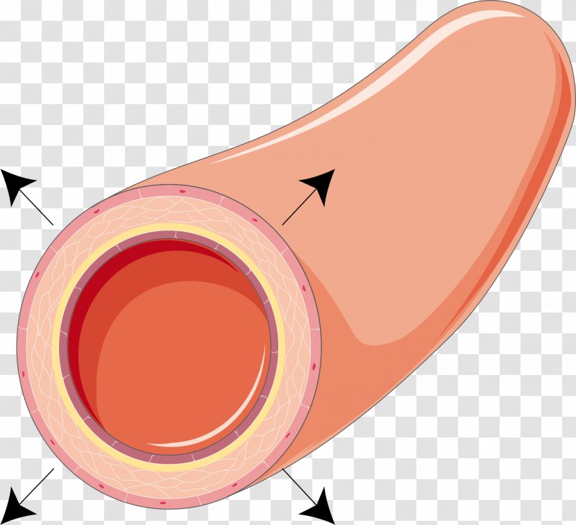 Vasodilation Vasoconstriction Physiology Artery Vasospasm - Watercolor - Garlic Blood Pressure Transparent PNG