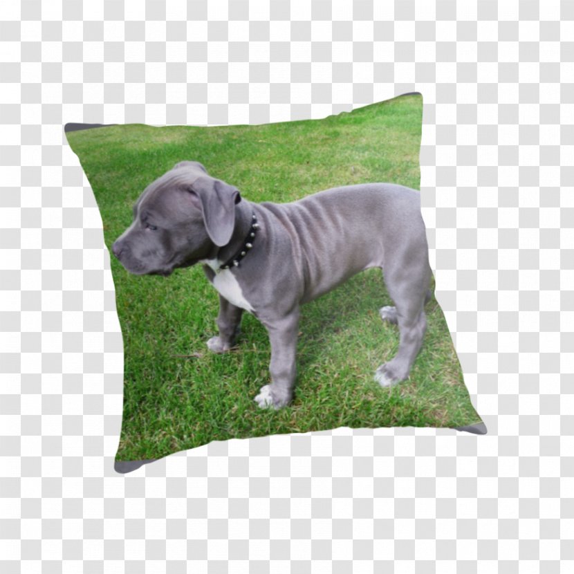 American Pit Bull Terrier Dog Breed Puppy Staffordshire - Throw Pillow Transparent PNG