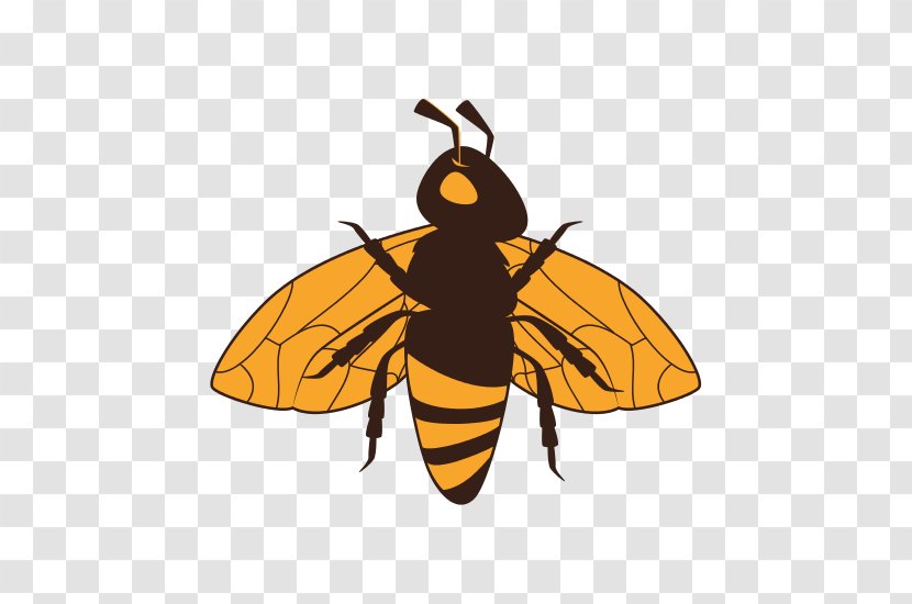 Vector Graphics Royalty-free Stock Photography Bee Illustration - Blister Beetles - Bumblebee Insect Transparent PNG