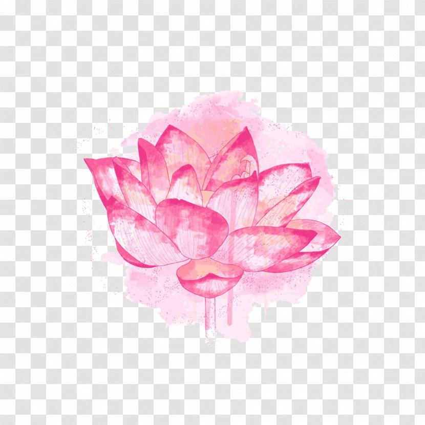 Nelumbo Nucifera Plant Symbolism - Rose Order - Pink Lotus Watercolor Transparent PNG