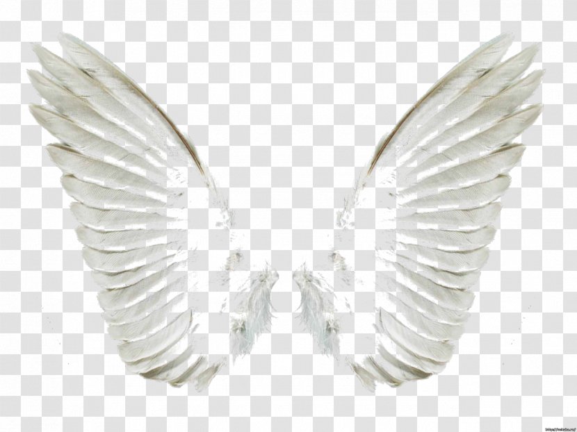 PhotoScape - Neck - Wings Transparent PNG