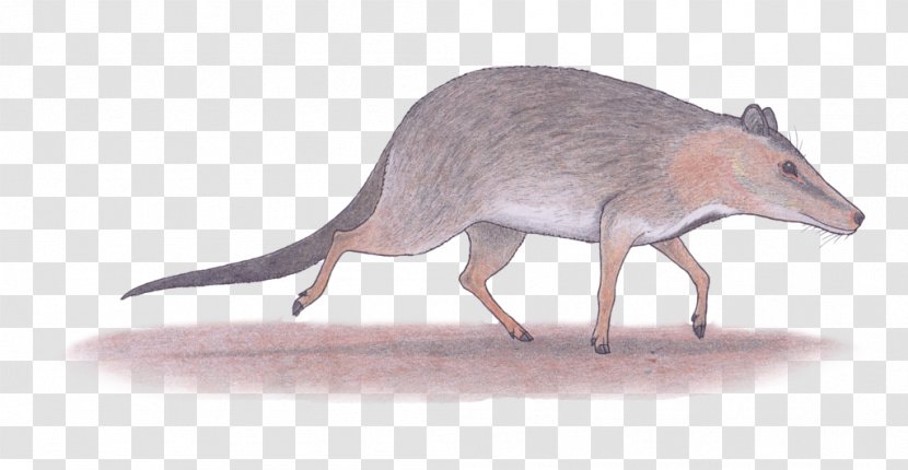 Rat Lion Acanthopleurella Lesser Earless Lizard Marsupial - Fauna Transparent PNG