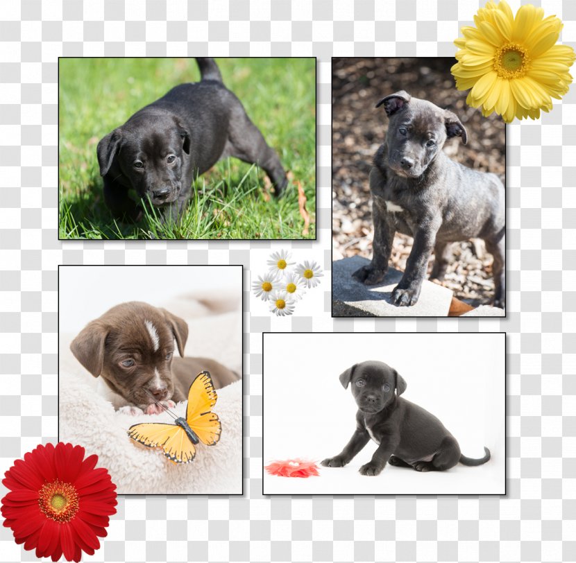 Puppy Love Dog Breed Stepping Stones Canine Rescue - Snout Transparent PNG