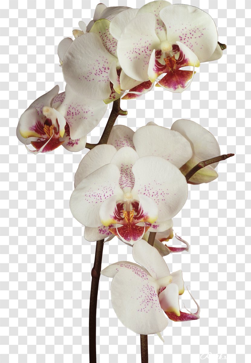 Orchids Flower Clip Art - Petal Transparent PNG