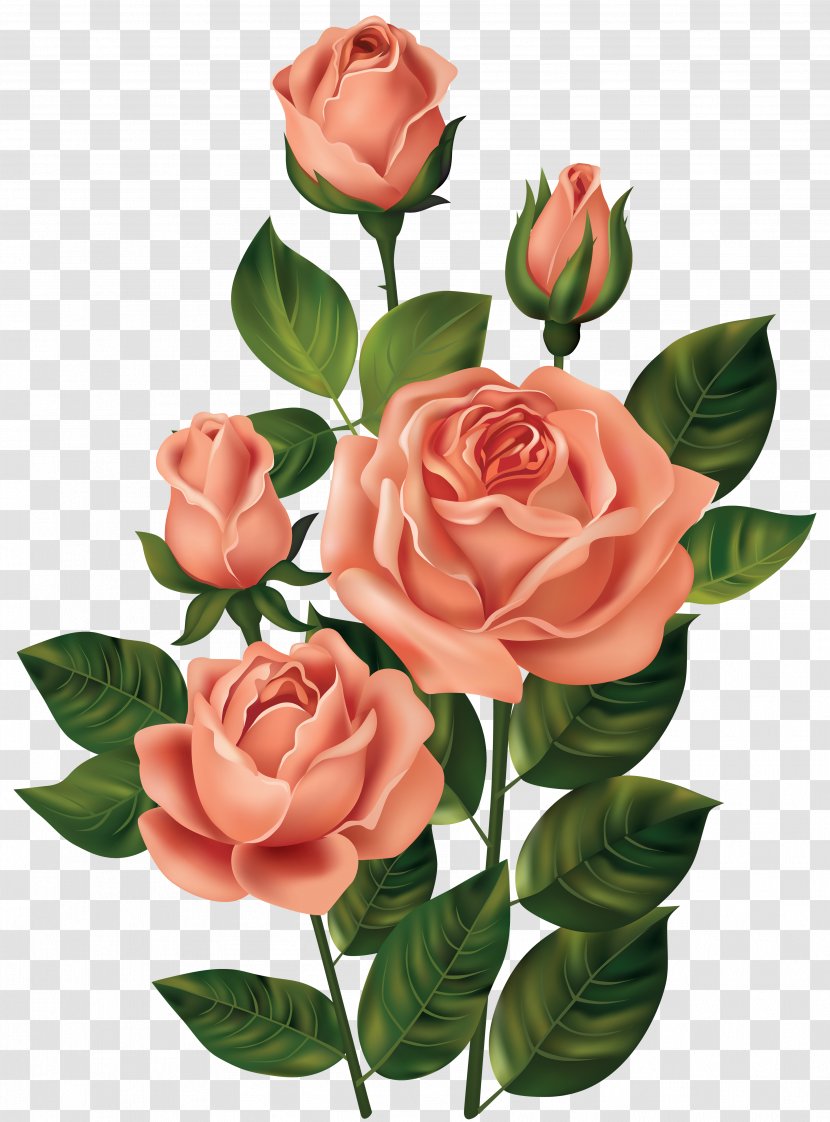 Rose Clip Art - Order - Roses Clipart Image Transparent PNG