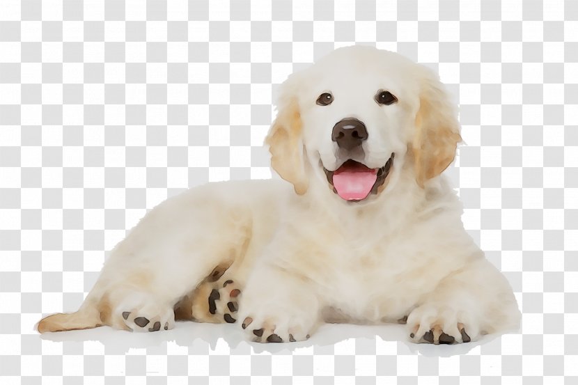 Golden Retriever Labrador Maltese Dog Poodle German Shepherd - Polish Tatra Sheepdog - Sporting Group Transparent PNG