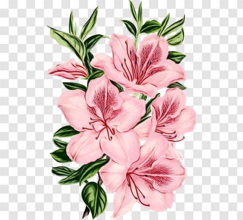 Flower Flowering Plant Petal Peruvian Lily - Stargazer Cut Flowers Transparent PNG
