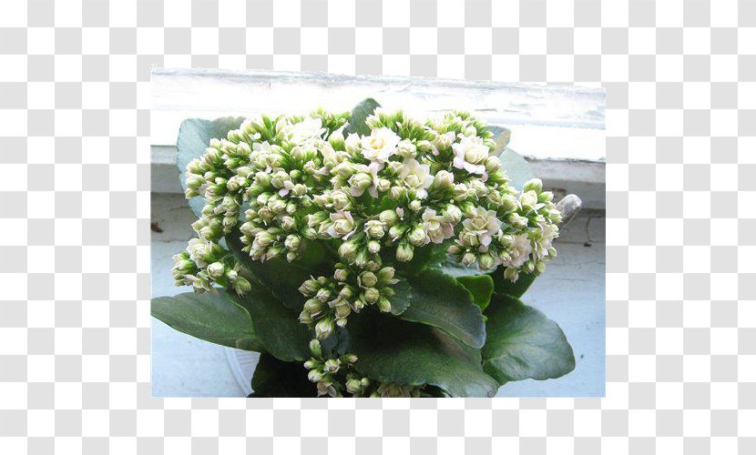 Viburnum Lentago Hydrangea - Plant - Kalanchoe Blossfeldiana Transparent PNG