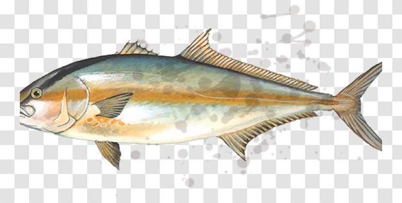 True Tunas Mackerel Greater Amberjack Fishing - Fin - Seawater Fish Transparent PNG
