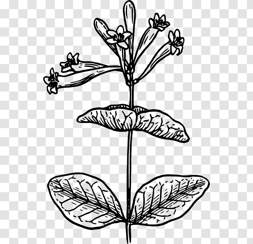 Black And White Drawing Lonicera Morrowii Flower Clip Art - Leaf - Honeysuckle Transparent PNG