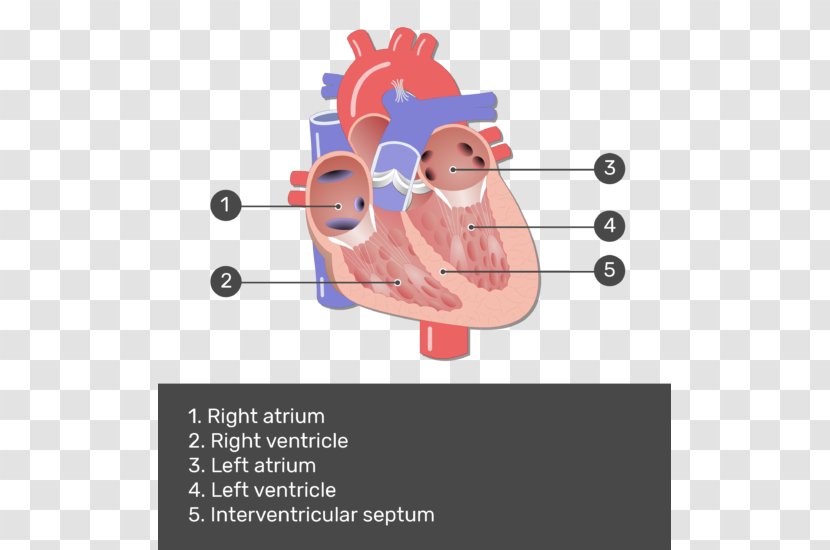 Heart Valve Mitral Anatomy Pulmonary - Watercolor Transparent PNG