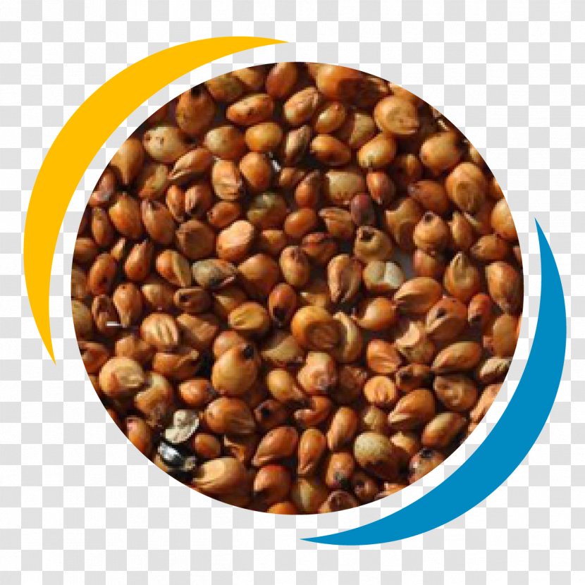 Proso Millet Cereal Sorghum Grauds Seed - Crop Yield - Nut Transparent PNG