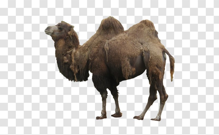 Dromedary Camel Wildlife - Mammal - Fauna Transparent PNG
