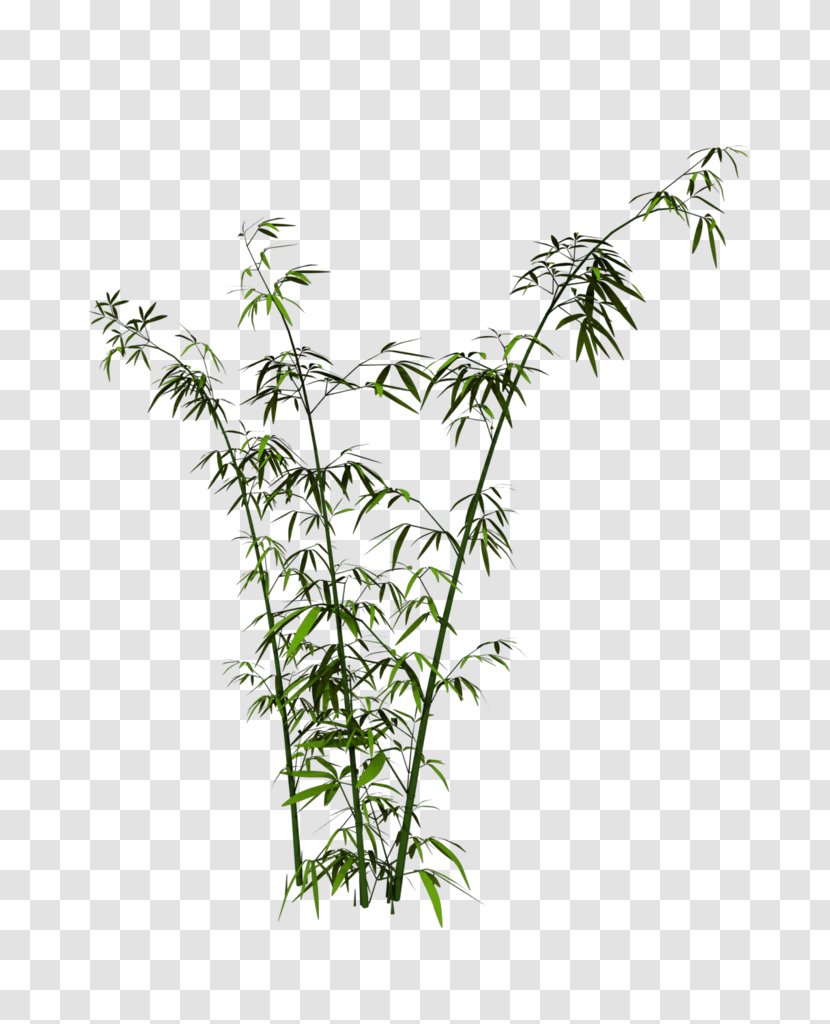 Leaf Grasses Plant Stem Hemp - Ferns Unfurling Transparent PNG